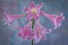 USA, Washington State, Seabeck. Close-up of pink surprise lilies. Art Print